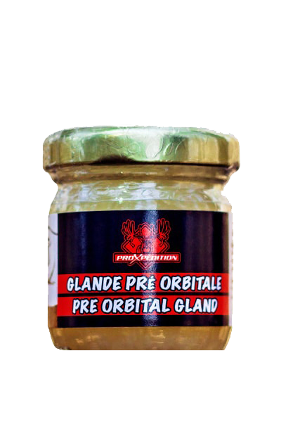 GLANDE PRÉ-ORBITALE